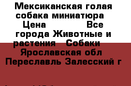 Мексиканская голая собака миниатюра › Цена ­ 53 000 - Все города Животные и растения » Собаки   . Ярославская обл.,Переславль-Залесский г.